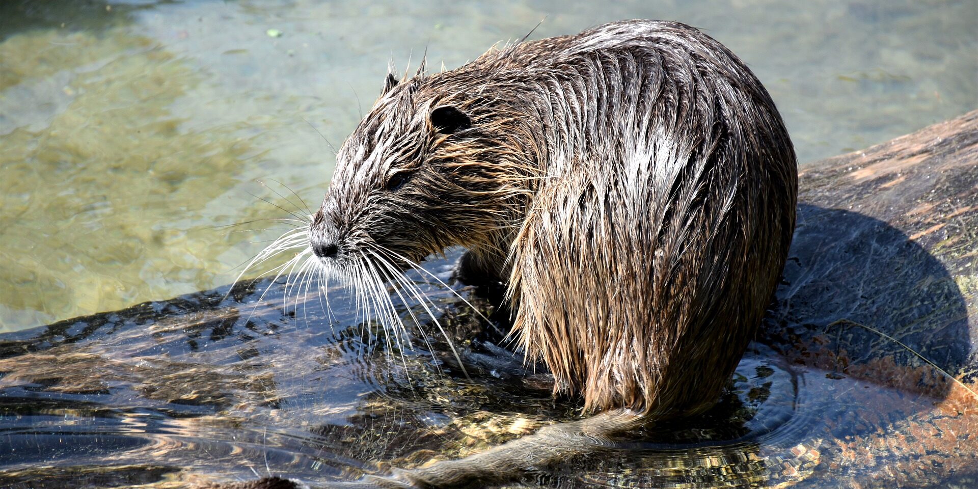 muskrat-4325359_1920